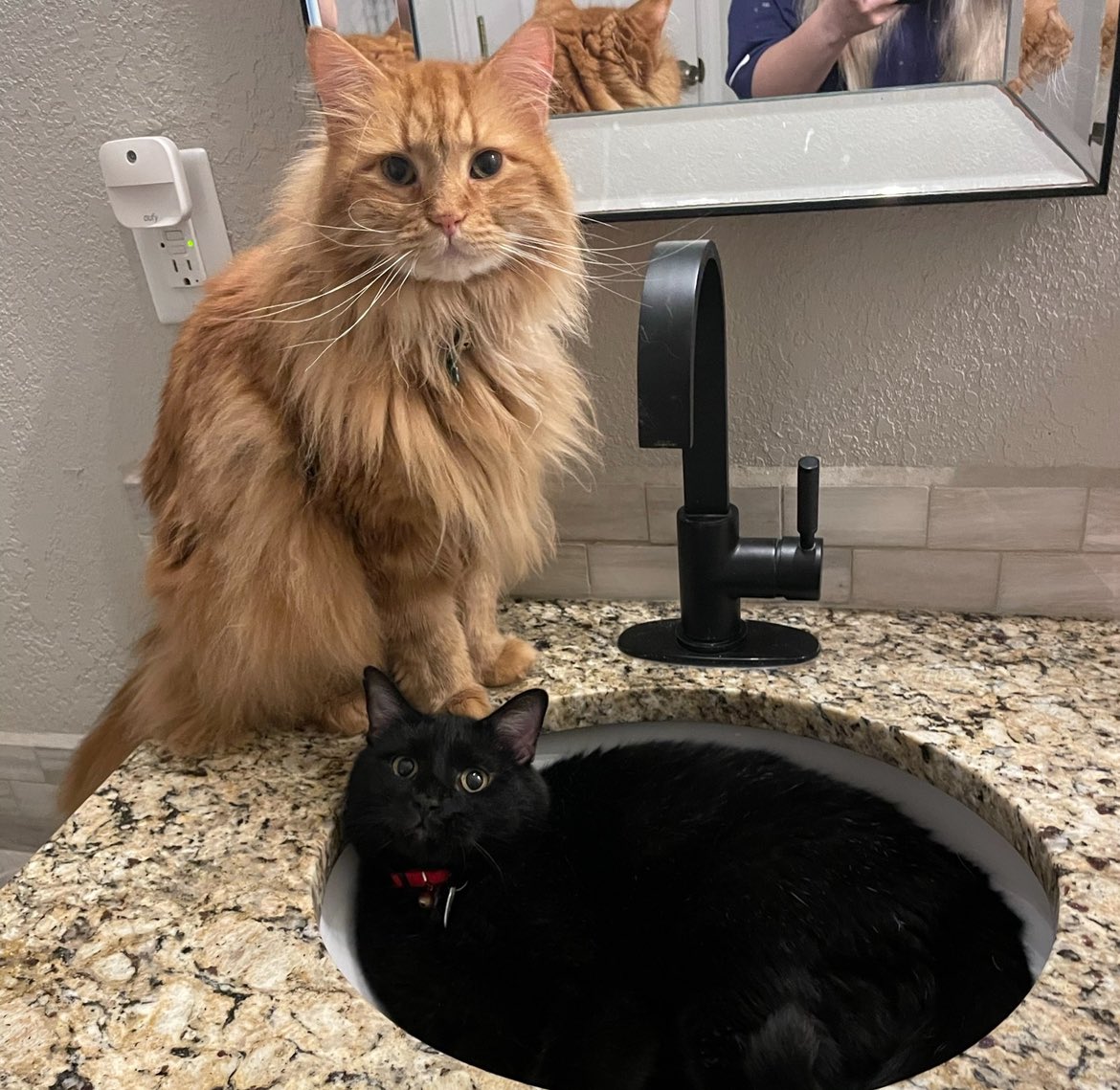 ameliahudson_'s tweet photo. @yulibees @PostsOfCats reminds me of my kitties🥹 https://t.co/gPIrtaAmGn