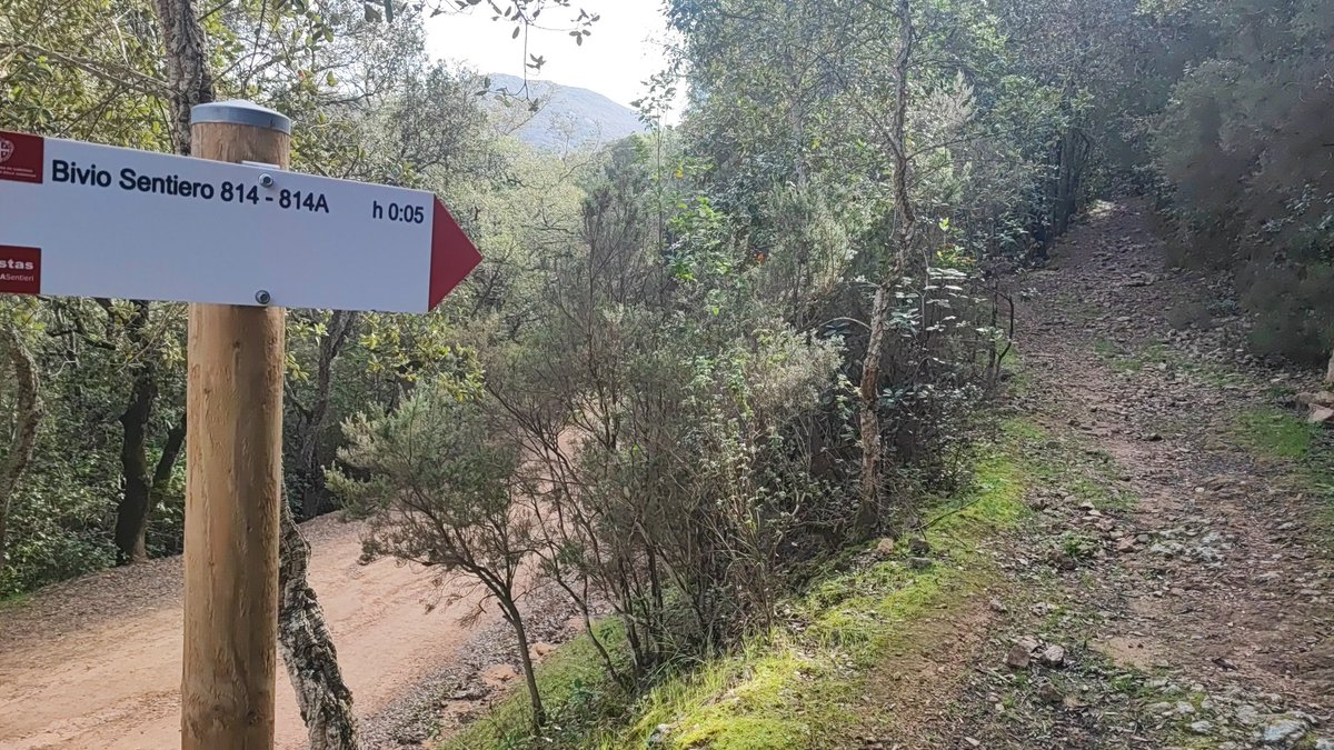 SardegnSentieri's tweet photo. Oggi la troupe del TGR Rai ha visitato con i tecnici Forestas la #ForestaDemaniale di Settefratelli per approfondire la #resilienza dei nostri #boschi rispetto al fenomeno del #Disseccamento (ormai noto come 𝑺𝒂 𝒔𝒊𝒄𝒄𝒂𝒈𝒏𝒂)...e che bei #sentieri!
👇🏻
https://t.co/uqO3f0mJbh https://t.co/A9xIkekyM8