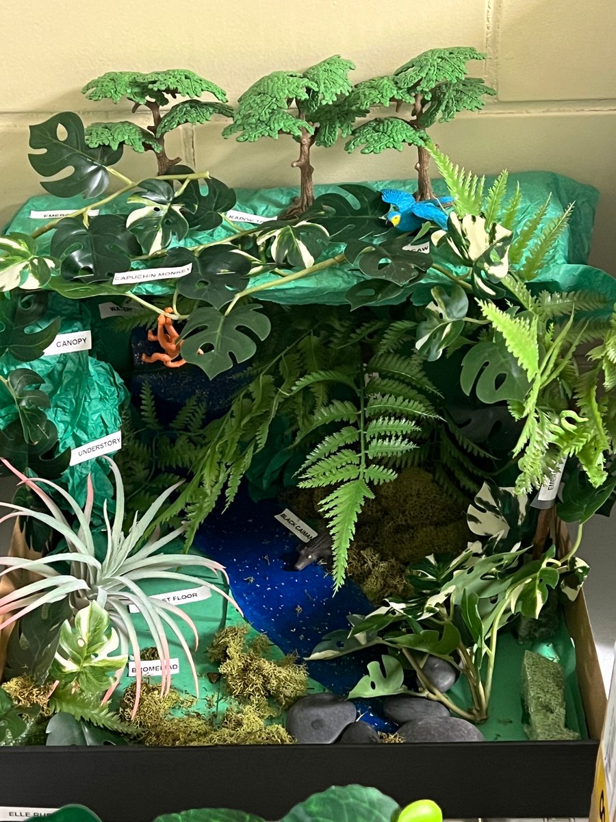 HolyCross_Dover's tweet photo. Crusader Science: Fifth-grade teacher Mrs. Ritzke invited all classes to view their Ecosystem Dioramas this week! The grasslands, woodlands, rainforests, and tundra were represented and the students were so creative! Great job Fifth grade! #crusaderproud https://t.co/Pg5WOdt1Gw