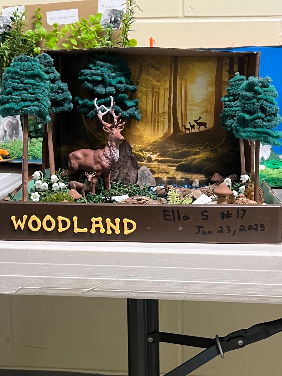 HolyCross_Dover's tweet photo. Crusader Science: Fifth-grade teacher Mrs. Ritzke invited all classes to view their Ecosystem Dioramas this week! The grasslands, woodlands, rainforests, and tundra were represented and the students were so creative! Great job Fifth grade! #crusaderproud https://t.co/Pg5WOdt1Gw