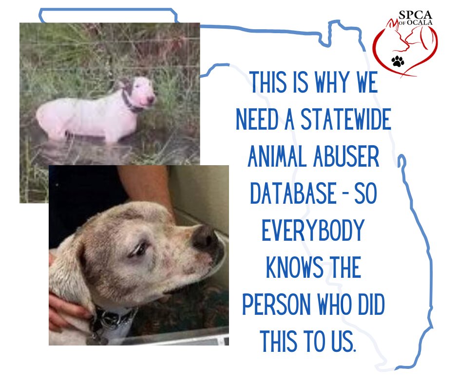 Trooper's story: wtsp.com/article/news/c…