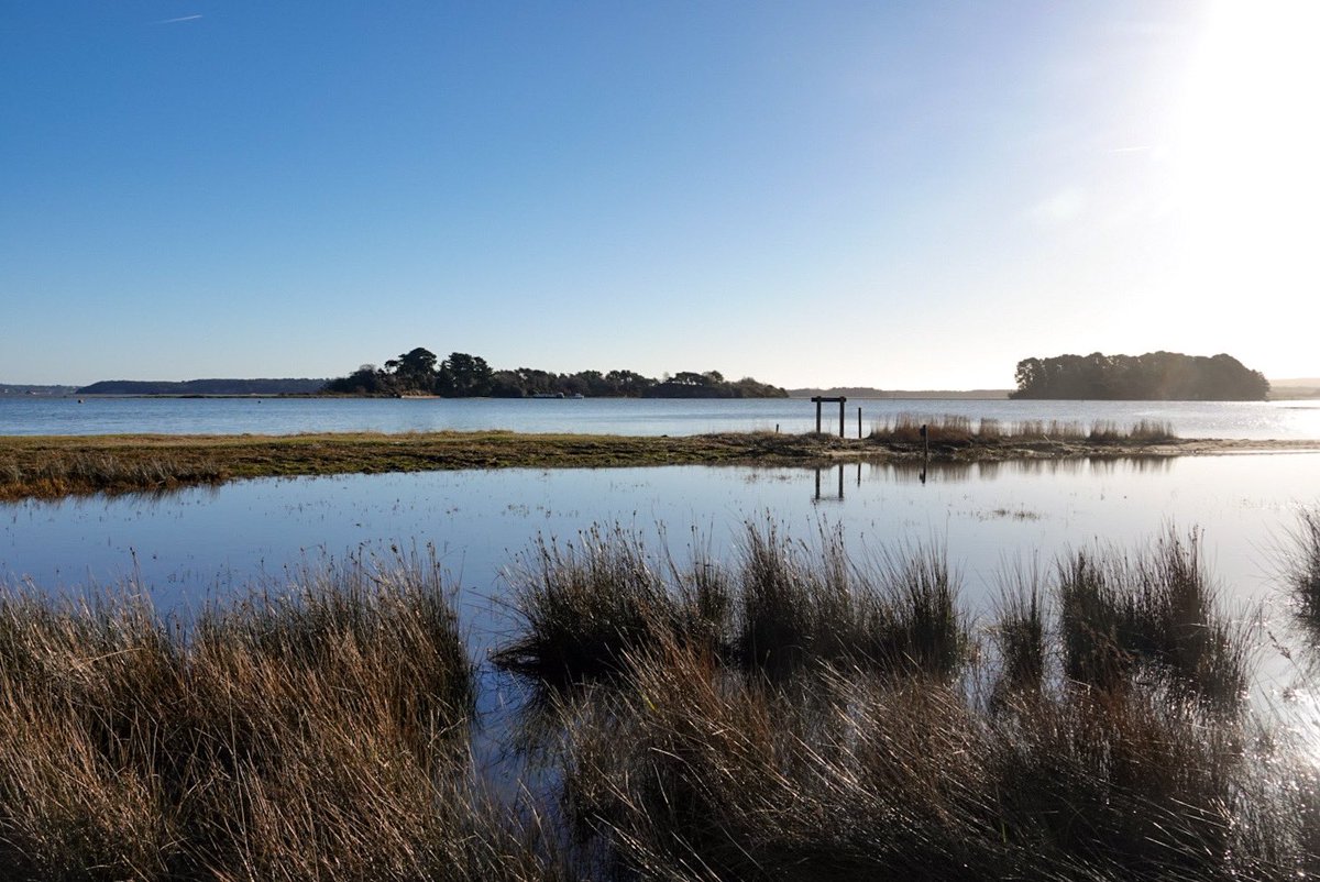 LesleyCashell's tweet image. Shipstal Point, Arne this morning @lovepooleuk @StormHour @ThePhotoHour @goDorset @visit_dorset @DorsetMag @lovefordorset @GreenDorset @Dorset_NL @dorsetlandscape @BBCSouthWeather