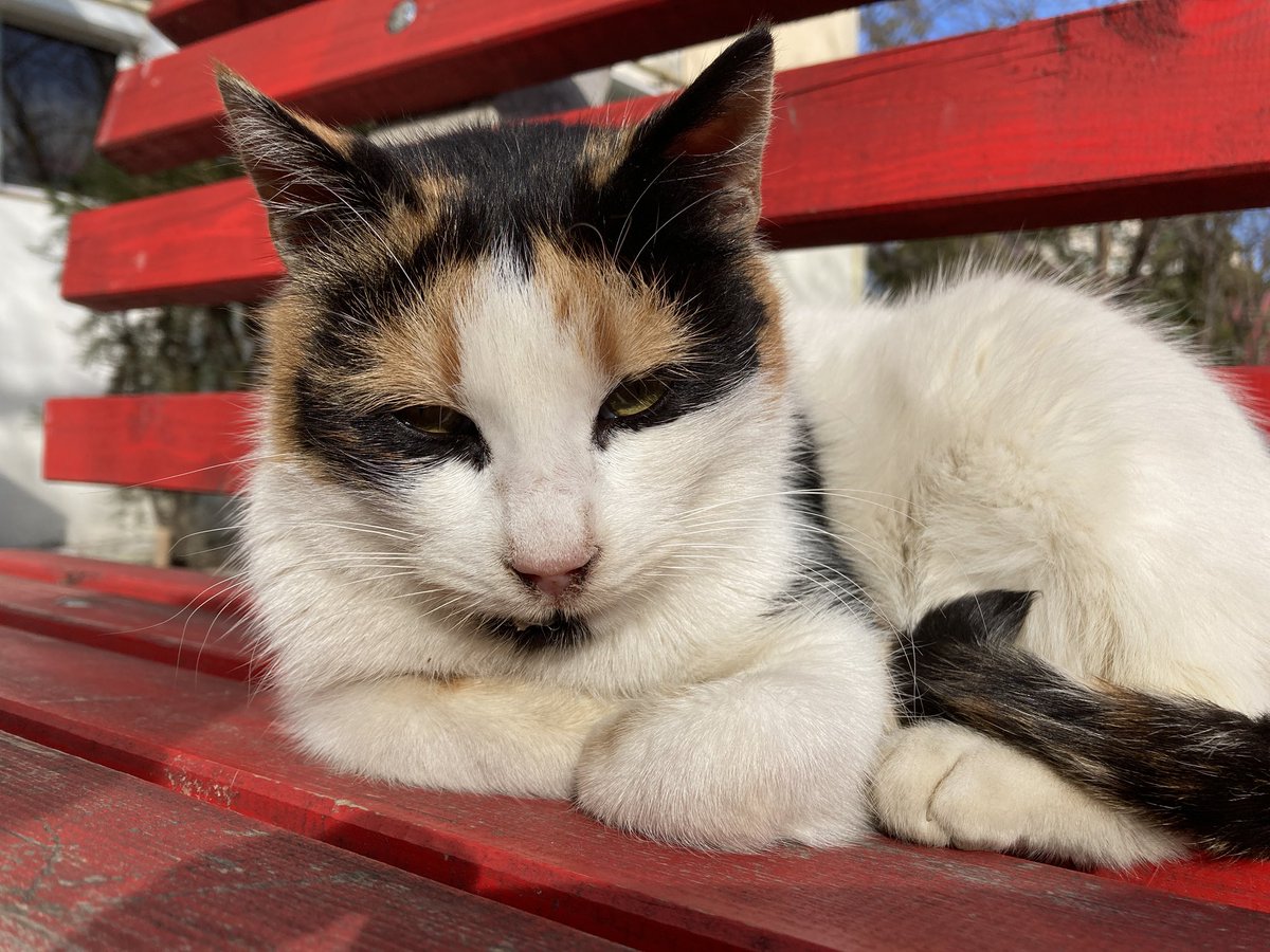 freemadeinfo's tweet photo. Lazy
.
🐈
.
#cat https://t.co/omfF8GTKjO
