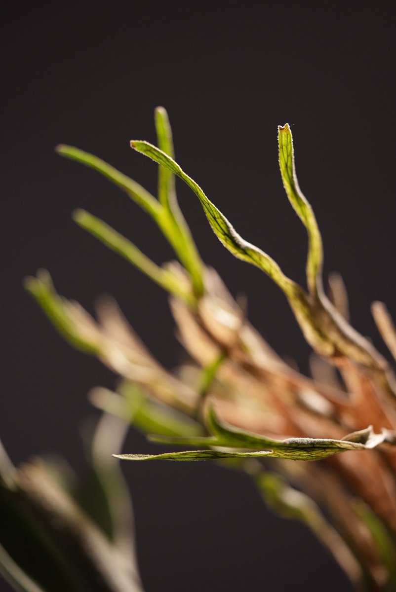 ベイチーはいいぞ