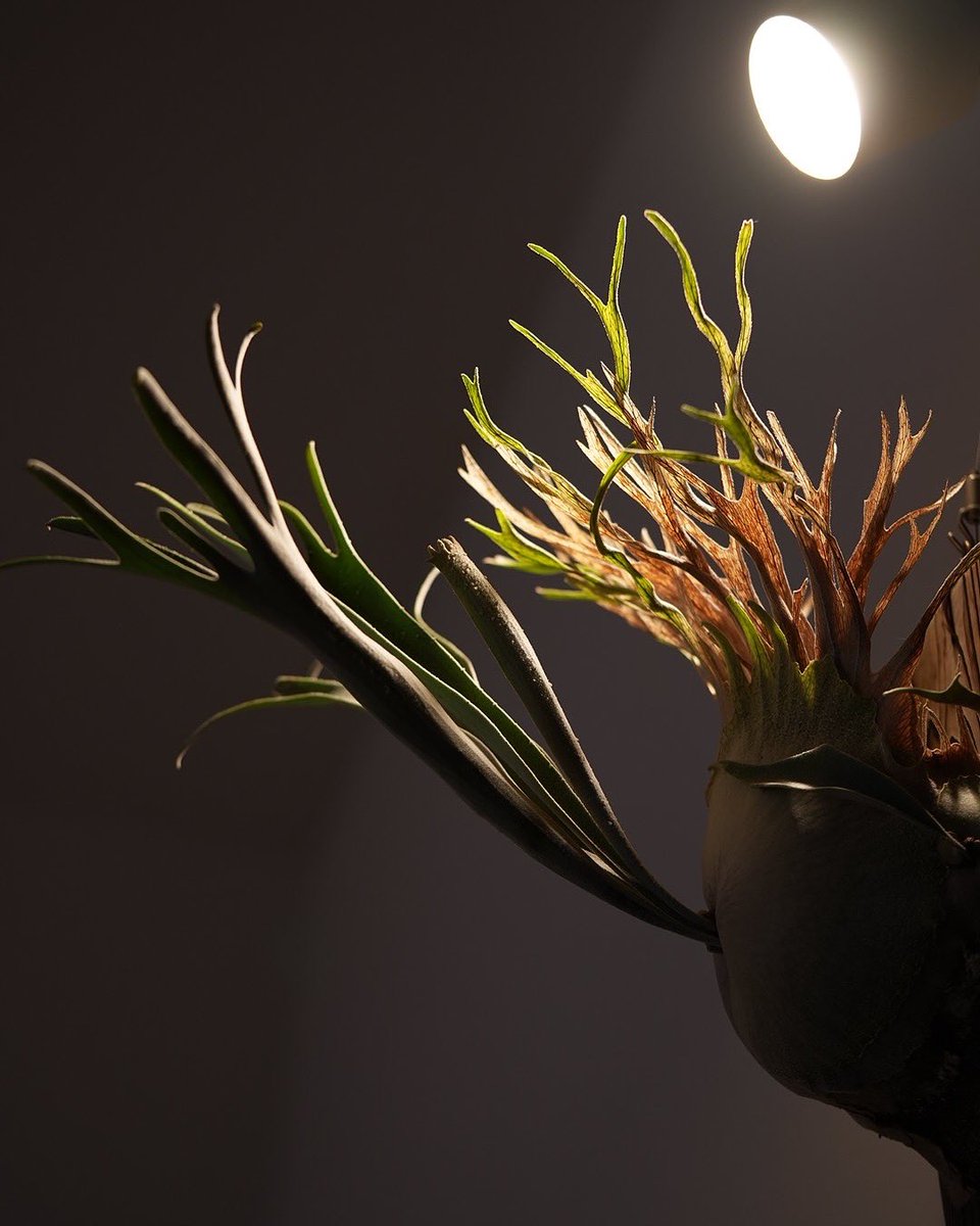 ジサクボ(j39bo) (@j39bo) / Posts / X