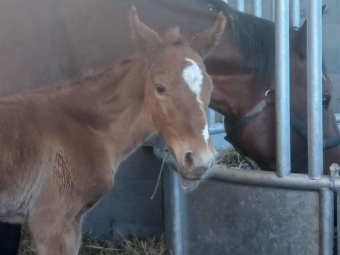 Horsy Dream officiel tweet media