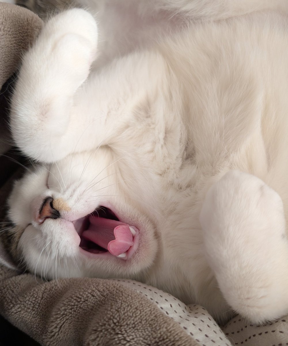 PellePetite's tweet photo. ハートになってた🩷
#猫 https://t.co/TAeQA6GxPz