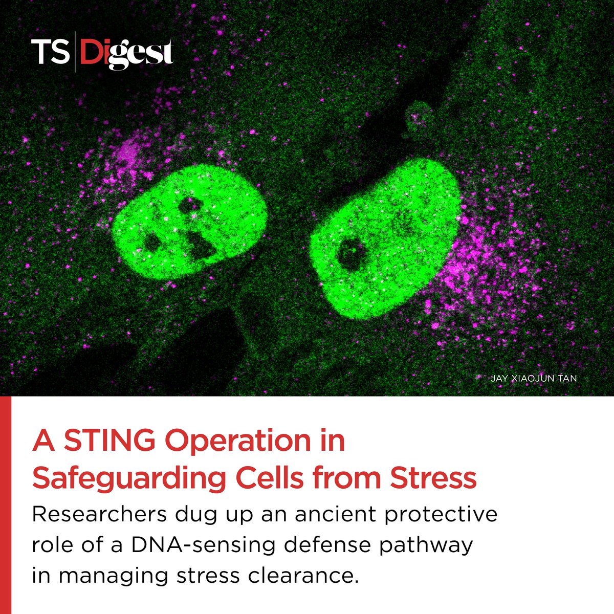 TheScientistLLC's tweet image. The STING pathway, known for its role in inflammation to combat threats, is a multitasker.
@JayXiaojunTan and his team @PittTweet discovered that this pathway also stimulates lysosome production, aiding cells in maintaining quality control.
Read more: bit.ly/40BdPdC
