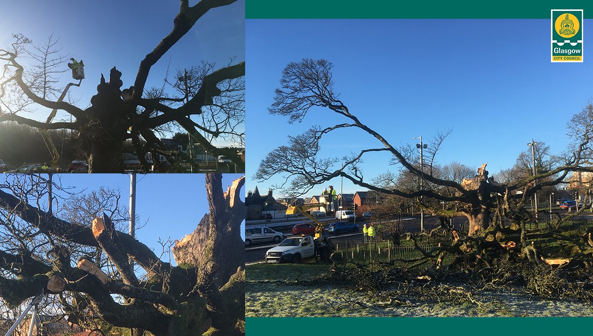 🌳 The Darnley Sycamore has been inspected by our tree specialist following last week’s devastating storm damage. The tree is in better health than expected. With careful management over the next 3-4 years we are hopeful it will be with us for decades to come 🙌  (1/2)