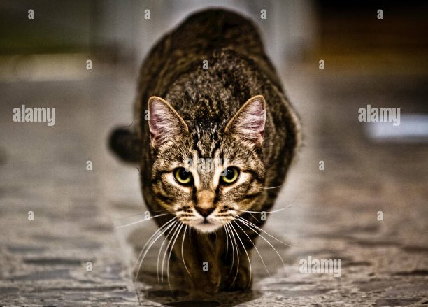 <a href="/macristasunidos/">@MacristasUnidos</a> #MacristasUnidos 
#VotoPROsinFusion 
#CABAesPRO 
#MacriEsElLider