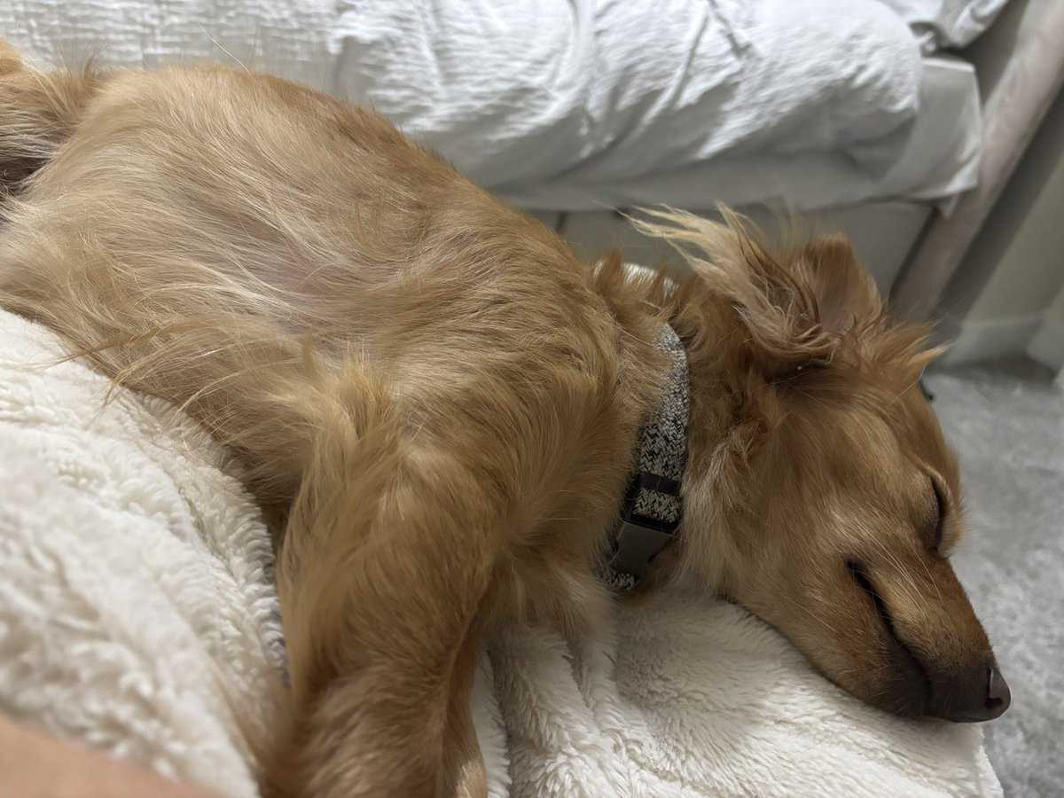 Anyone else struggle with reading when your dog is on you? Trying to read a hardback is hard 😂 every time I take my hand off her I get a nudge 😂 #readerscommunity