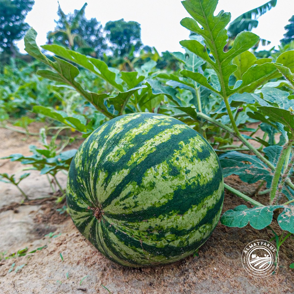 AlmatFarms's tweet photo. Ever wondered how long it takes to grow a watermelon? Ours take 80-90 days from germination to harvest, completely organic, no artificial boosters! 🌱

What’s your go-to way to enjoy watermelon—chilled, blended, or straight from the farm? 🍉👇
#Farmlife https://t.co/As9m3wCkZD