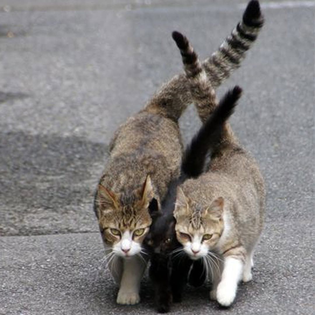 ShouldHaveCat's tweet photo. https://t.co/i1sYOFwkZw