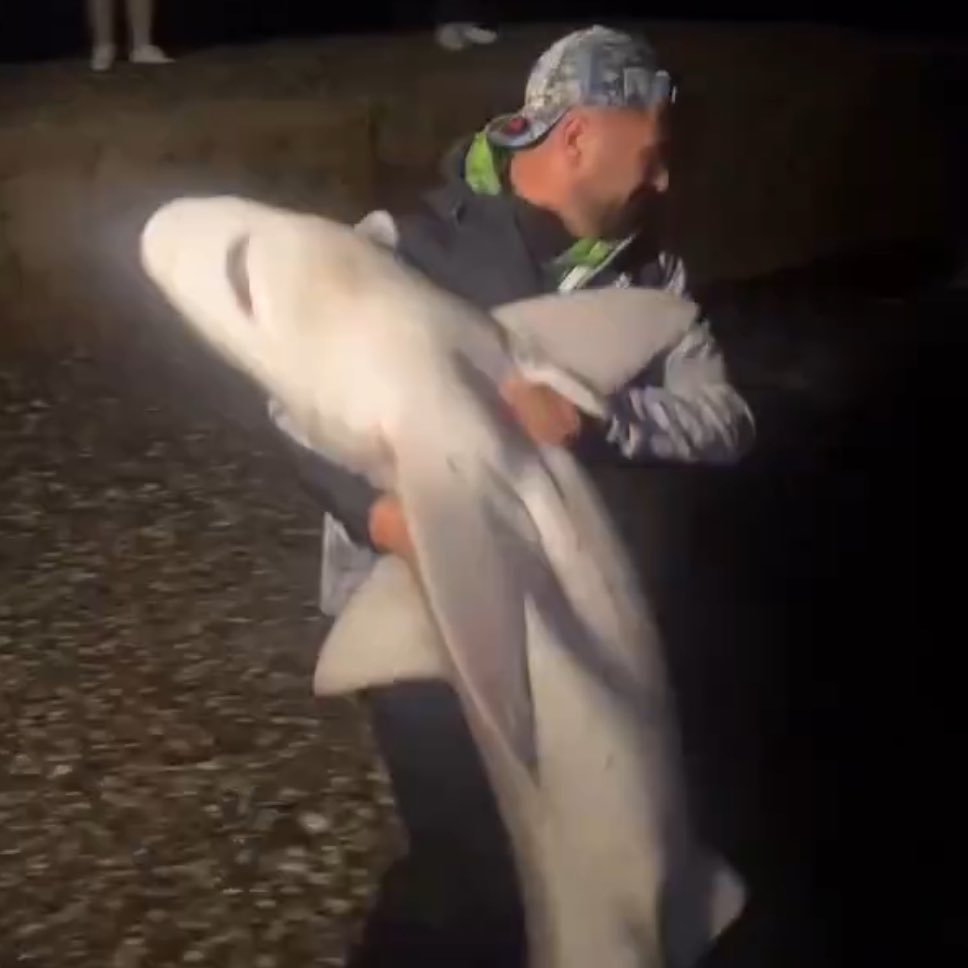 9 haftalık pedonun 4. GÜN sonu bendir