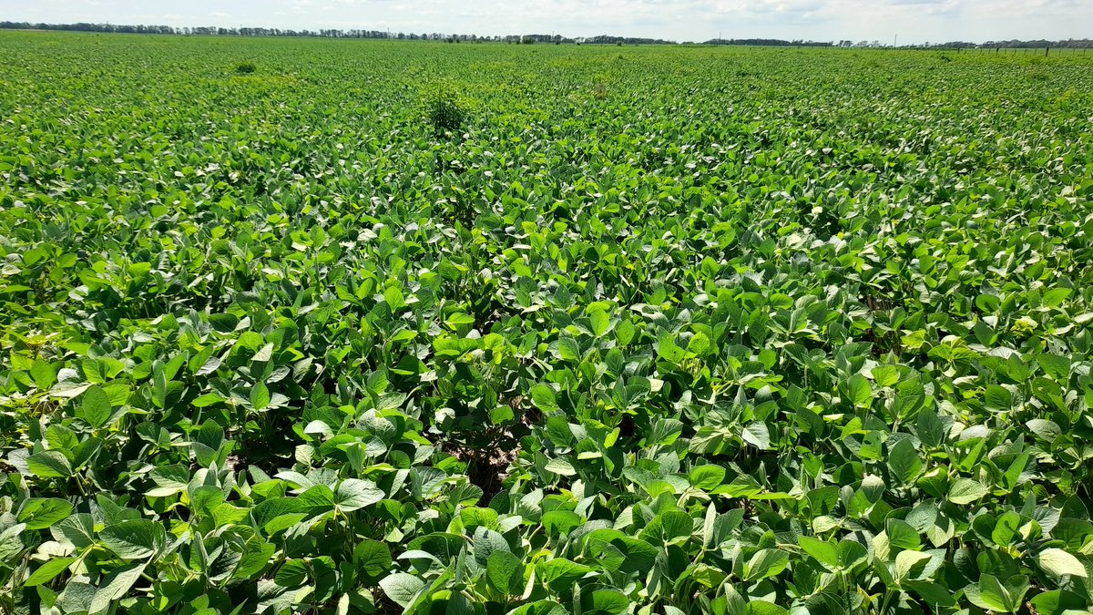 Mariano Martinez tweet media