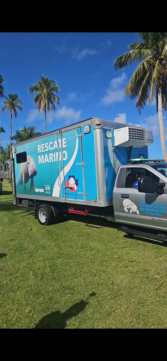 TurfMamba's tweet image. Looking out for Monkeys, Iguanas, and now Manatees 😬.