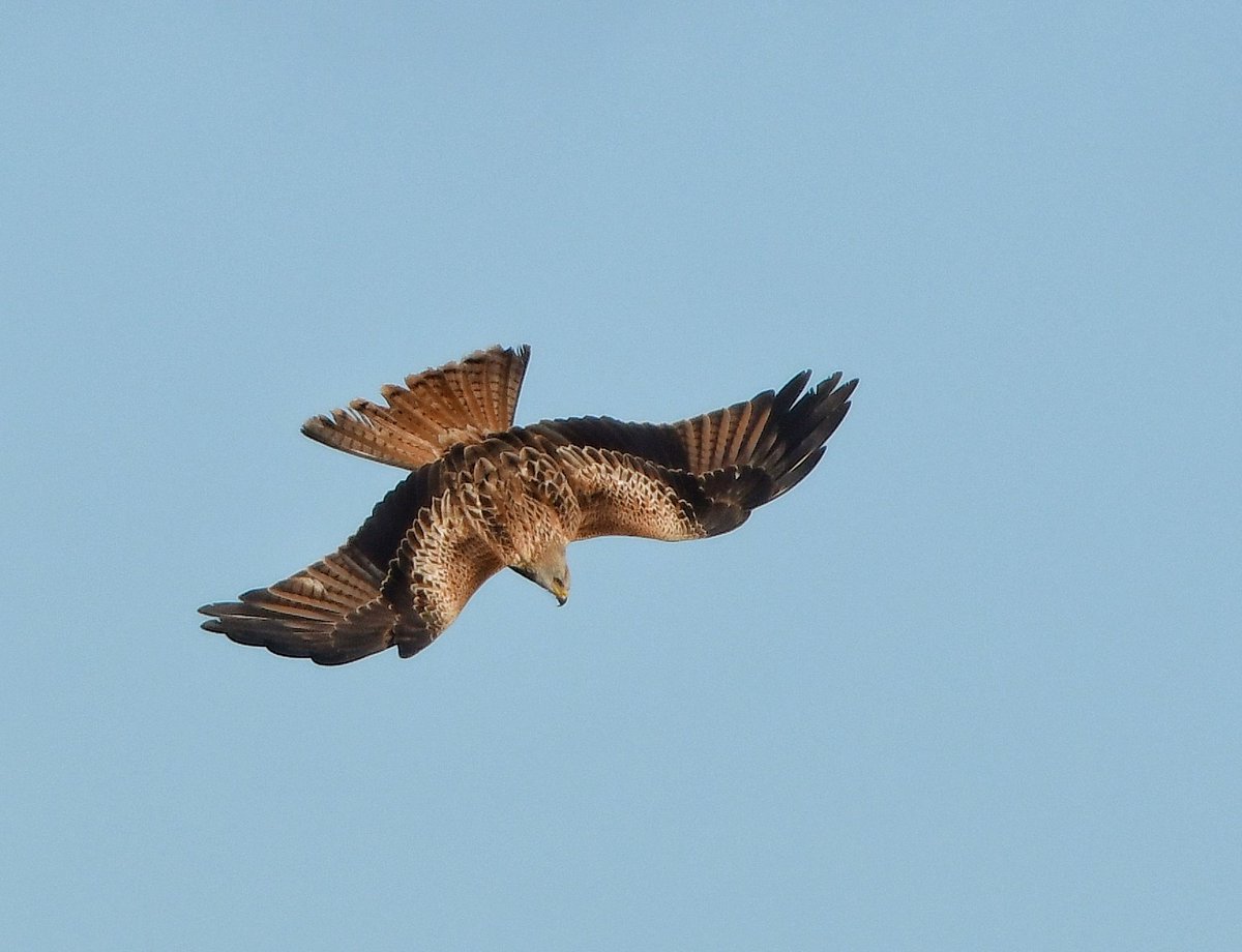 Keith Davison (@badgeman49) on Twitter photo Red Kite in dive mode. Durham dales today. <a href="/teesbirds1/">teesbirds</a> <a href="/DurhamBirdClub/">Durham Bird Club</a> <a href="/Natures_Voice/">RSPB</a> <a href="/bbcwildlifemag/">BBCWildlifeMagazine</a> <a href="/BBCSpringwatch/">BBC Springwatch</a> Red Kite in dive mode. Durham dales today. <a href="/teesbirds1/">teesbirds</a> <a href="/DurhamBirdClub/">Durham Bird Club</a> <a href="/Natures_Voice/">RSPB</a> <a href="/bbcwildlifemag/">BBCWildlifeMagazine</a> <a href="/BBCSpringwatch/">BBC Springwatch</a>