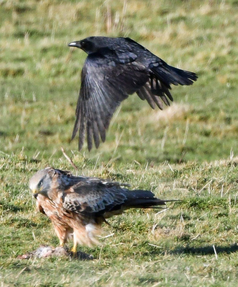 Keith Davison (@badgeman49) on Twitter photo Red Kite spots incoming Crow but isn't fazed <a href="/teesbirds1/">teesbirds</a> <a href="/DurhamBirdClub/">Durham Bird Club</a> <a href="/Natures_Voice/">RSPB</a> <a href="/bbcwildlifemag/">BBCWildlifeMagazine</a> <a href="/BBCSpringwatch/">BBC Springwatch</a> Red Kite spots incoming Crow but isn't fazed <a href="/teesbirds1/">teesbirds</a> <a href="/DurhamBirdClub/">Durham Bird Club</a> <a href="/Natures_Voice/">RSPB</a> <a href="/bbcwildlifemag/">BBCWildlifeMagazine</a> <a href="/BBCSpringwatch/">BBC Springwatch</a>