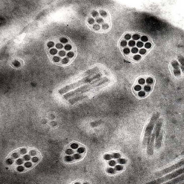 Dans le cadre d'un contrat de collaboration avec l'entreprise  CASTEBELLE BIOPHARMA, la plateforme BACFLY de <a href="/BiocampusMontp/">BioCampus</a> recrute un  chercheur ou une chercheuse  en biotechnologies (niveau post-doctorat). Information et contact sylvie.choblet@cnrs.fr