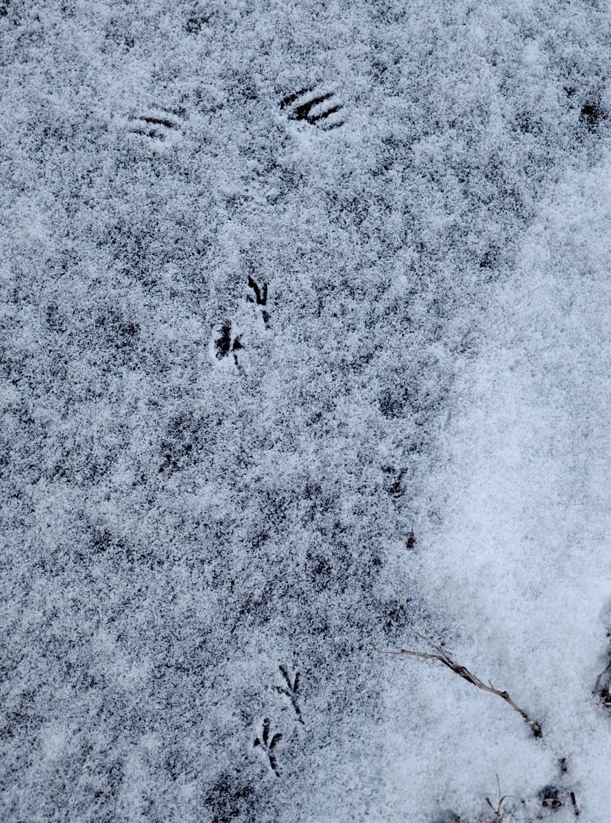 SaratogaNHP's tweet photo. "Up, up, and away?"
#FinalFriday and a lighter-side post. Looking down for icy conditions is #wintersafety . Today, it revealed a whimsical view: 2 sets of bird tracks lead to the bird's wing prints where it took flight!
(Image: Saratoga NHP) https://t.co/qFzyDg59Ia