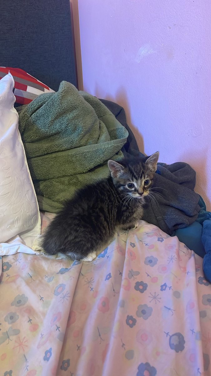 Hey everyone my friends also giving these kittens away let me know if youre interested