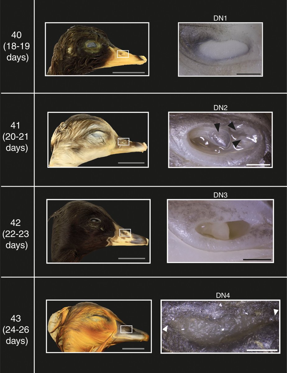 Alberta Claw (@albertonykus) on Twitter photo Defining the stages of embryonic development in near-hatching ducks and geese: onlinelibrary.wiley.com/doi/full/10.10… Congrats to <a href="/PaleoEvoDevo/">Bassel Arnaout 🇨🇦 🐣🐊🦖🐔</a> for getting this PhD chapter published! #birds #dinosaurs Defining the stages of embryonic development in near-hatching ducks and geese: onlinelibrary.wiley.com/doi/full/10.10… Congrats to <a href="/PaleoEvoDevo/">Bassel Arnaout 🇨🇦 🐣🐊🦖🐔</a> for getting this PhD chapter published! #birds #dinosaurs