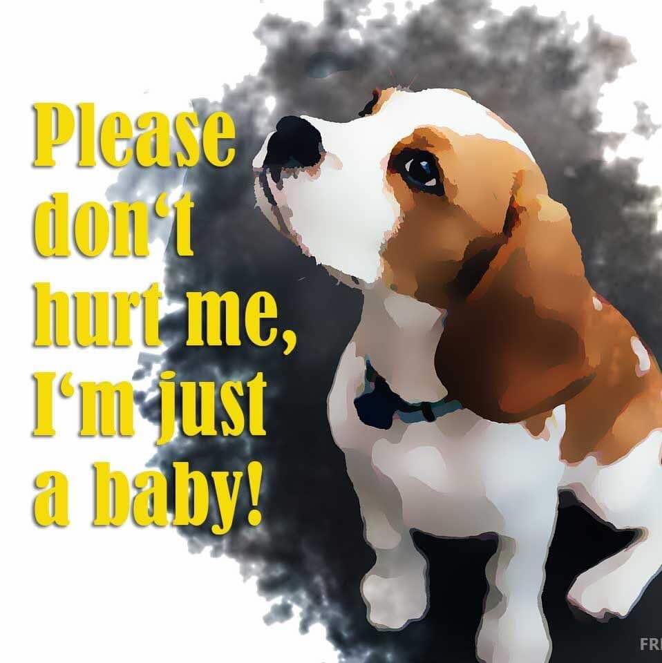 A van full of MBR Beagle puppies delivered to Sequani today, how do these people sleep at night ?? 
First they break their little hearts, then they break their precious bodies.
Shame on you all !
Please sign the petition petition.parliament.uk/petitions/7002…………