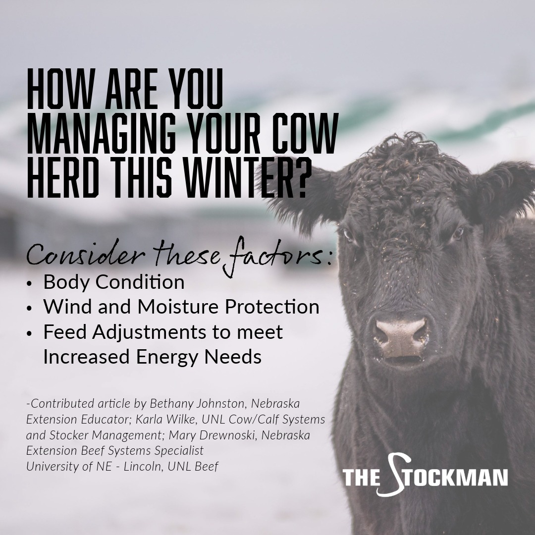 StockmanMag's tweet image. As temperatures drop, it's important to remember that cattle are adapted to cold weather, but they still need help staying warm. What are you doing to manage cold stress this winter? Get all of the details here,
Read it now: stockmanmag.com/.../extension-…...
#thestockman #morethanahobby