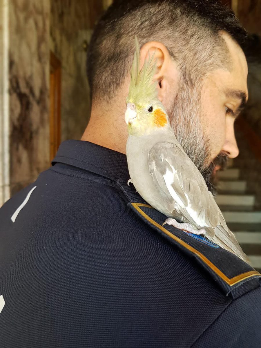 🔵 El caso de la perrita Brenda con Miguel Jiménez 

🔵 Os invitamos a escuchar este Podcats donde la intervención de nuestro compañero Miguel Jiménez fue crucial: intercids.org/133-el-caso-de…