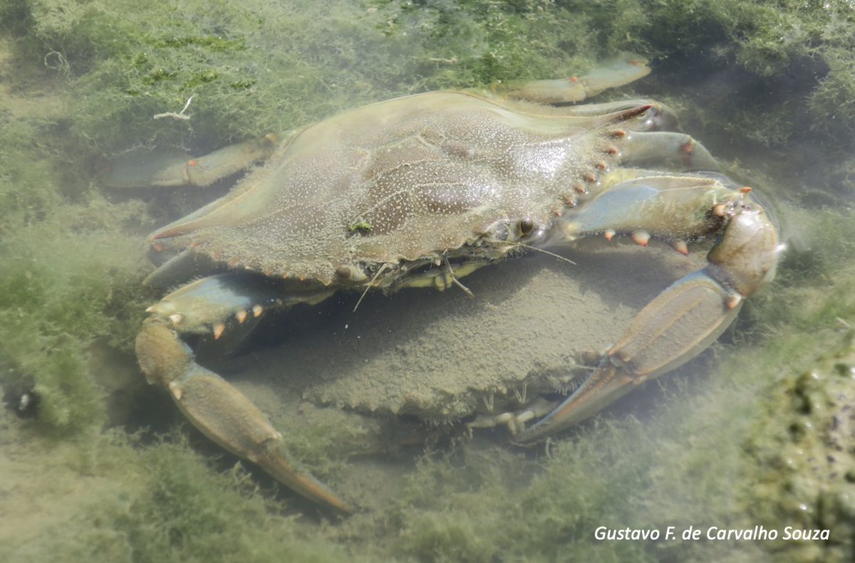 Gustavo de Carvalho-Souza (@gustavofcsouza) on Twitter photo Isotopic variability of the #invasive #bluecrab in the Gulf of Cadiz—our new paper, led by <a href="/Elemar12eoj/">Elena Ortega Jiménez</a>, evaluates its impacts and management implications, with <a href="/invblueicman/">InvBlueICMAN</a>, <a href="/quique_ortegon/">Enrique Gonzalez-Ortegon</a>, @icman_csic
Check it out: doi.org/10.1016/j.jenv… Isotopic variability of the #invasive #bluecrab in the Gulf of Cadiz—our new paper, led by <a href="/Elemar12eoj/">Elena Ortega Jiménez</a>, evaluates its impacts and management implications, with <a href="/invblueicman/">InvBlueICMAN</a>, <a href="/quique_ortegon/">Enrique Gonzalez-Ortegon</a>, @icman_csic
Check it out: doi.org/10.1016/j.jenv…