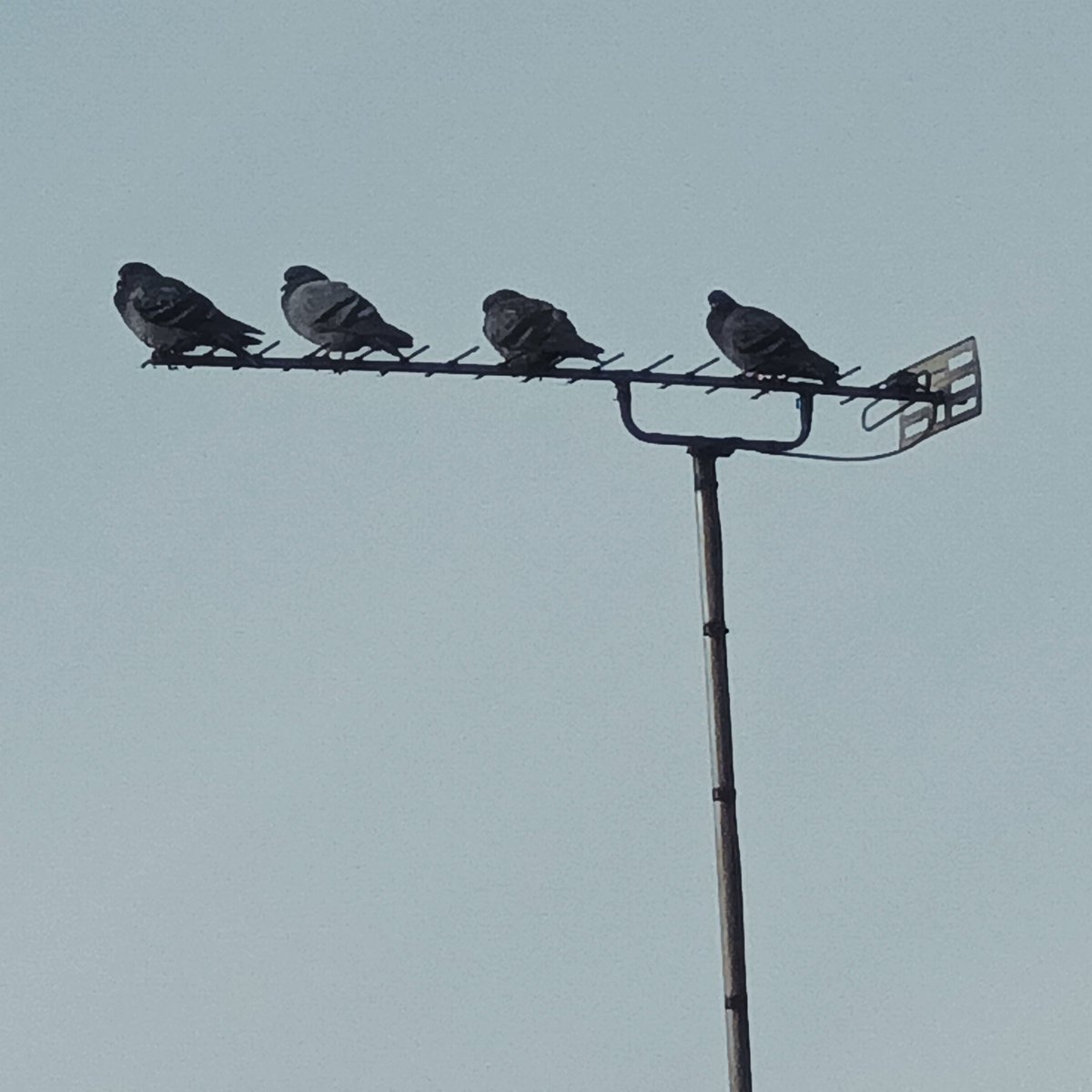 ɢᴀᴠɪɴ tweet media