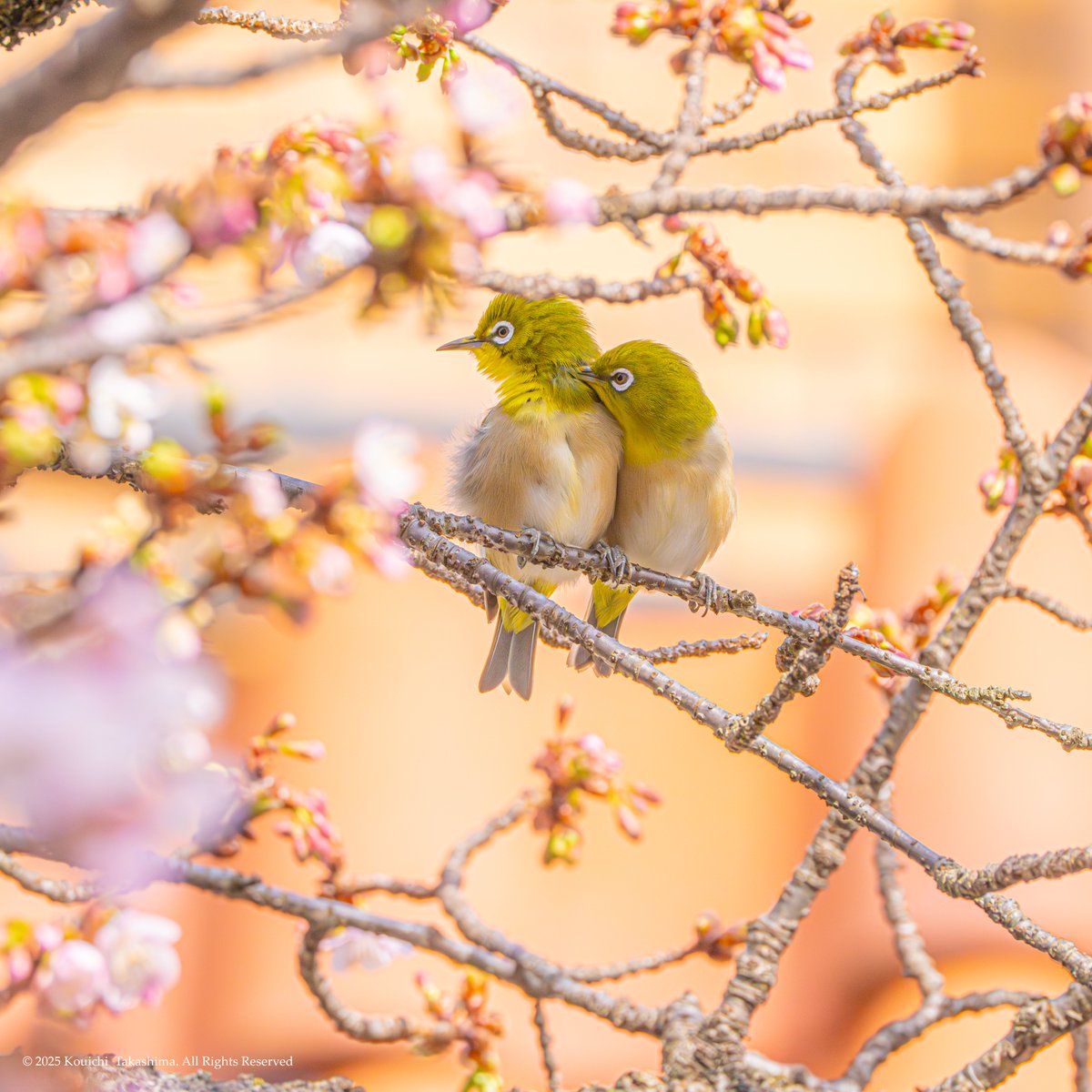 長押しして4Kで見て欲しい、
足を絡めて愛の告白をするメジロ。