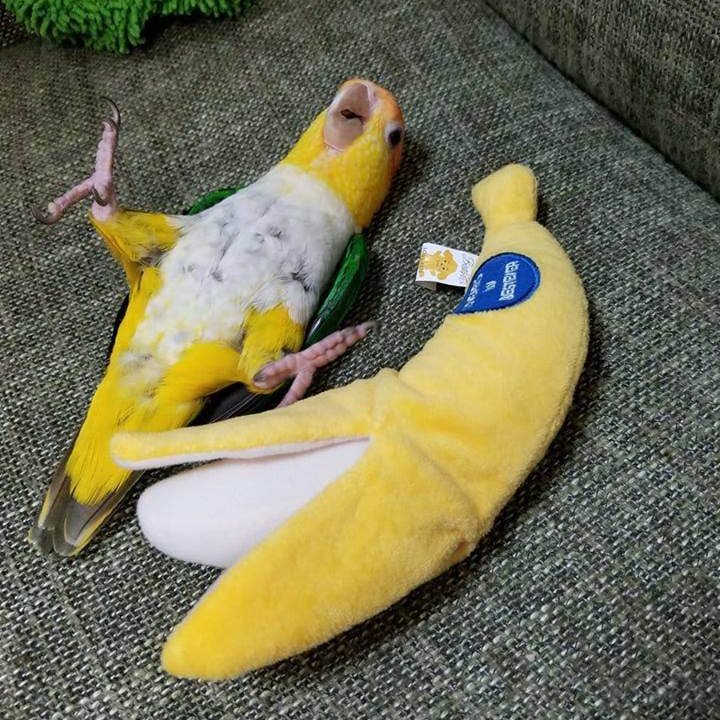 banana birb