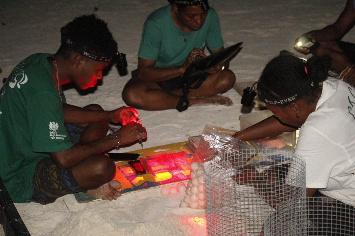 SEEturtles's tweet image. Curious about what it takes to protect sea turtles? Take a look behind the scenes with the indigenous rangers of the @cici_png_ (CICI)!

#Sustainability #ProtectOurOceans #SEEturtles #BilloomBabyTurtles #PapuaNewGuinea