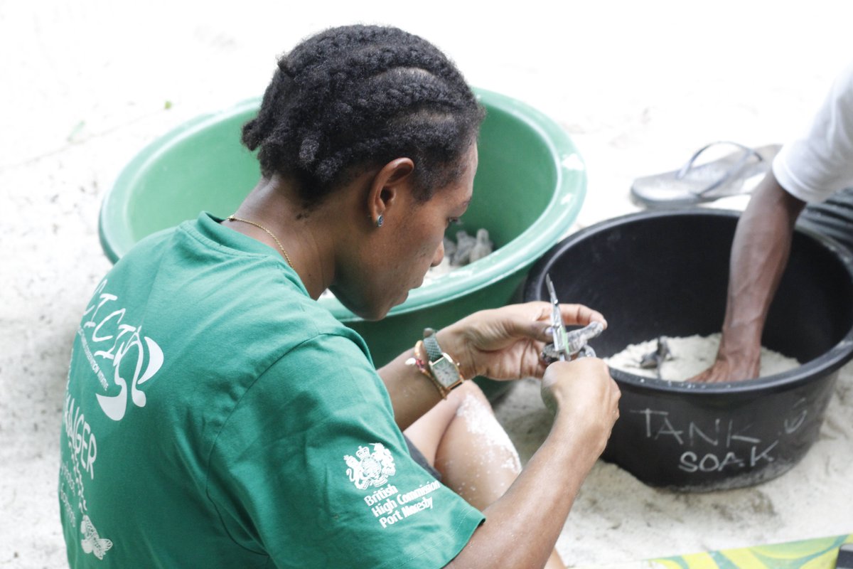SEEturtles's tweet image. Curious about what it takes to protect sea turtles? Take a look behind the scenes with the indigenous rangers of the @cici_png_ (CICI)!

#Sustainability #ProtectOurOceans #SEEturtles #BilloomBabyTurtles #PapuaNewGuinea