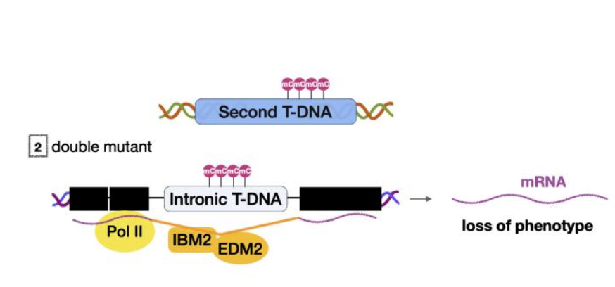 sRNAPapers's tweet image. Epigenetic control of T-DNA during transgenesis and pathogenesis doi.org/10.1093/plphys…