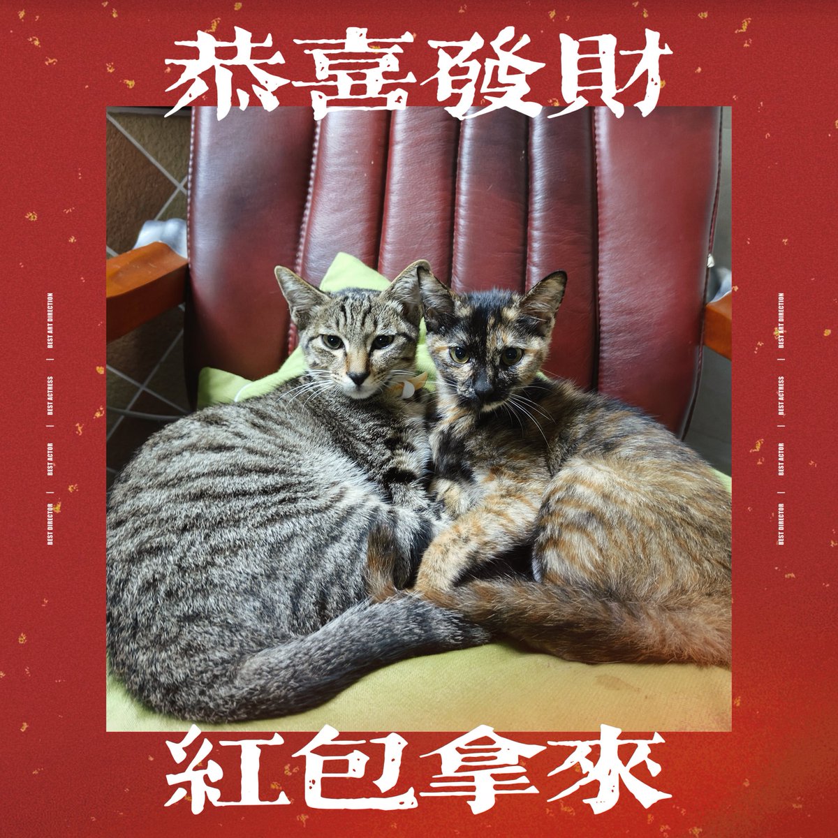 qi929's tweet photo. 一岁的猫兄妹 https://t.co/IxmVg0wf6f