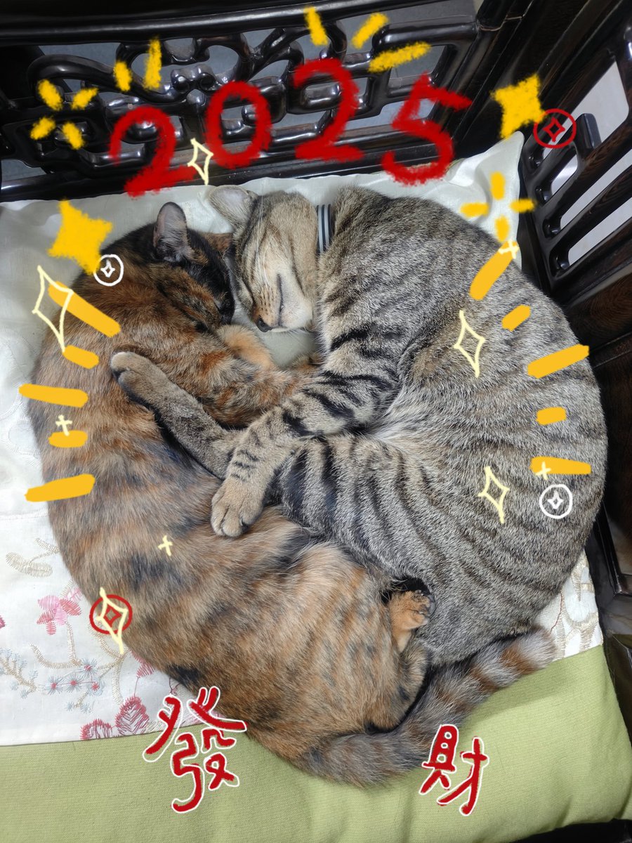 qi929's tweet photo. 一岁的猫兄妹 https://t.co/IxmVg0wf6f