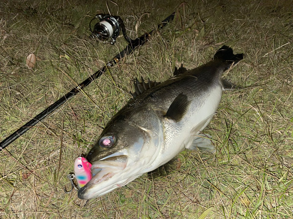 taishiamixat's tweet photo. スネコンの絶妙な浮遊感。
喰い方💯
#シーバス
#大阪シーバス
#BlueBlue
#SNECON130S
#DAIWA
#MORETHANBRANZINOEXAGS
#22EXIST https://t.co/Vx2FNpNyGx