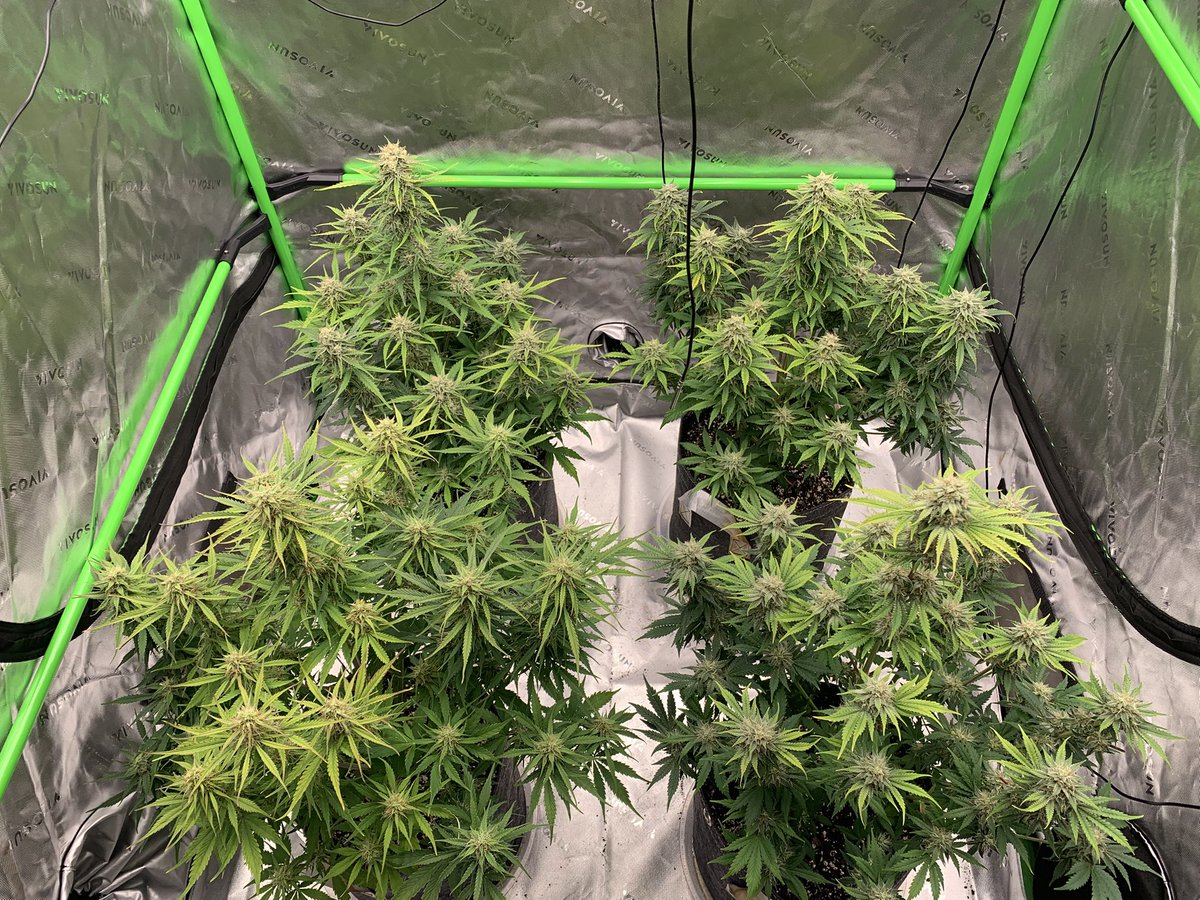 GrowsOhio's tweet photo. Picture from non traditional side of tent… I vow to not tinker as much on the next 4…. Repeat after me, I will not push the medium 40 days without amending ever again!!!! 😂😂
.
#vivosun #organic #autoflower #foxfarm #gaiagreen #loyaltothesoil #cannafam https://t.co/4sfX2VIL9H