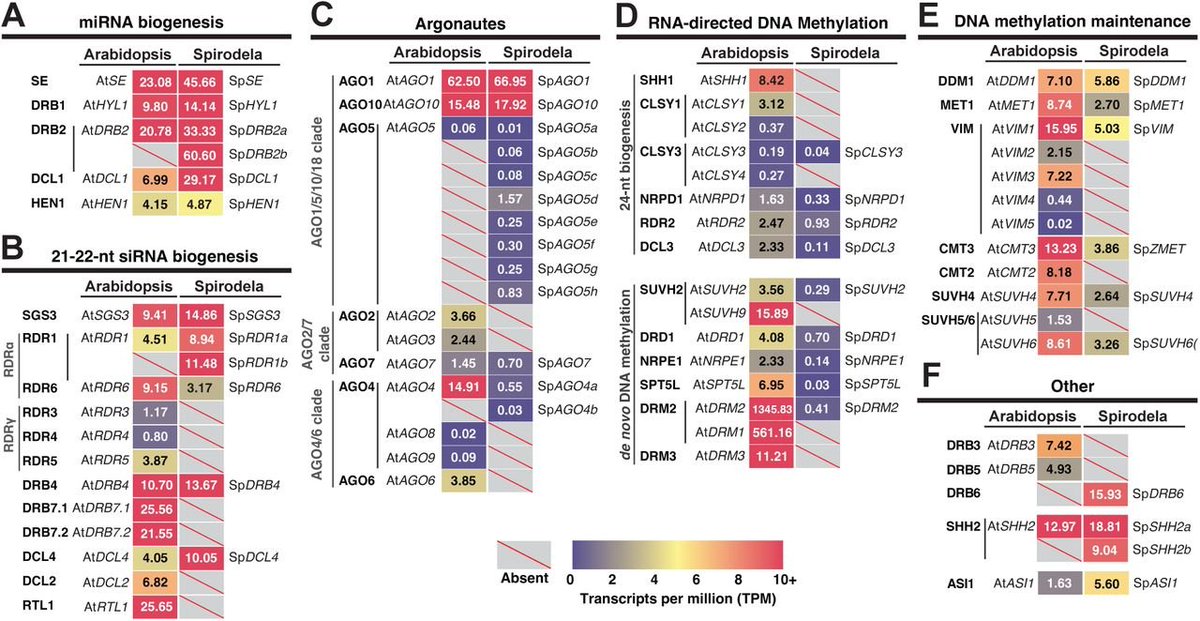 sRNAPapers's tweet image. Atypical epigenetic and small RNA control of degenerated transposons and their fragments in clonally reproducing Spirodela polyrhiza doi.org/10.1101/2024.0…