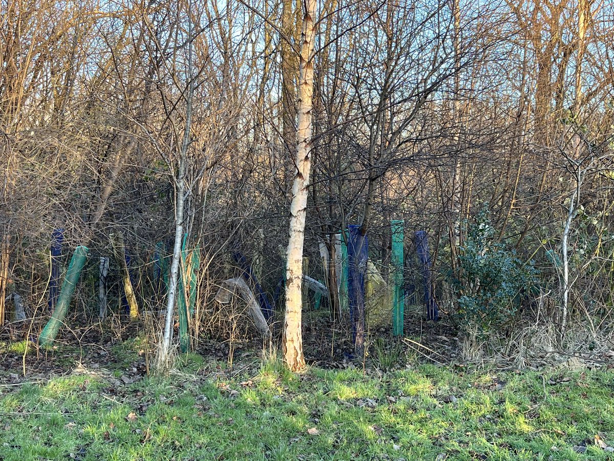 traz_mac's tweet photo. Why canโt @glasgowcc @LeaderGCC build maintenance & upkeep into their projects? Donโt build a nature reserve & fill it with plastic. Half these trees are bursting out of their sleeves & half are dead. ๐ #cunningarloop https://t.co/b41s2N6Q0Z