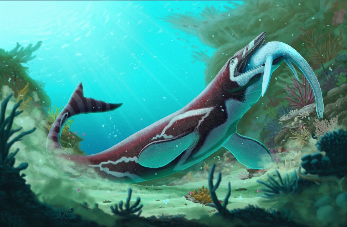 My best digital painting is finally finished. The mosasaur Jormungandr walhallaensis eating a juvenile Elasmosaurus platyurus, in the Pierre Shale Formation, 80 millions years ago. Gloup !
#paleoart #SciArt #mosasaur #jormungandr #plesiosaur #elasmosaur #elasmosaurus #cretaceous