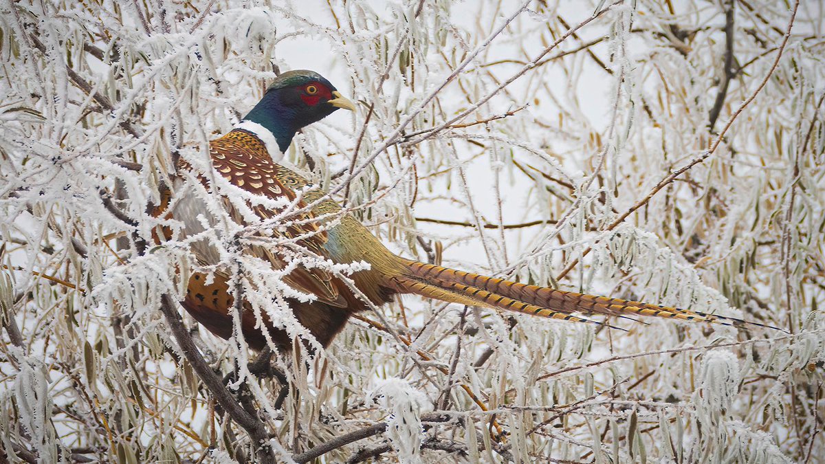 tpeakphotos's tweet photo. Fridge Pheasant - Lassen County California
Prints and assorted merchandise; https://t.co/SHLCDyM34G
#ringneckpheasant #wildlifephotogaphy #hoarfrost https://t.co/esR4DBknKu