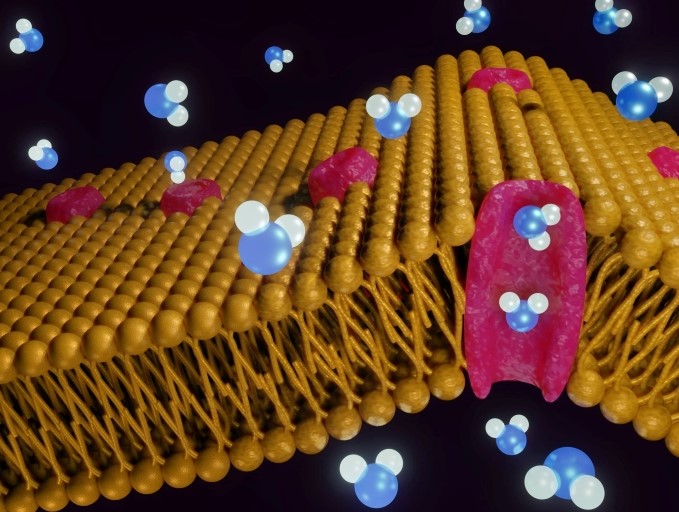 Aston University PR (@astonpress) on Twitter photo 💷|<a href="/AstonAIME/">Aston Institute for Membrane Excellence</a> receives £500,000 grant from <a href="/wolfsonfdn/">Wolfson Foundation</a> for state-of-the-art microscope
🔬The confocal spinning disc microscope
can image biological processes at a speed of 2,000 frames per second
👩🔬Prof Roslyn Bill will lead the <a href="/AstonUniversity/">Aston University</a> team
👉tinyurl.com/3kkkpc53 💷|<a href="/AstonAIME/">Aston Institute for Membrane Excellence</a> receives £500,000 grant from <a href="/wolfsonfdn/">Wolfson Foundation</a> for state-of-the-art microscope
🔬The confocal spinning disc microscope
can image biological processes at a speed of 2,000 frames per second
👩🔬Prof Roslyn Bill will lead the <a href="/AstonUniversity/">Aston University</a> team
👉tinyurl.com/3kkkpc53