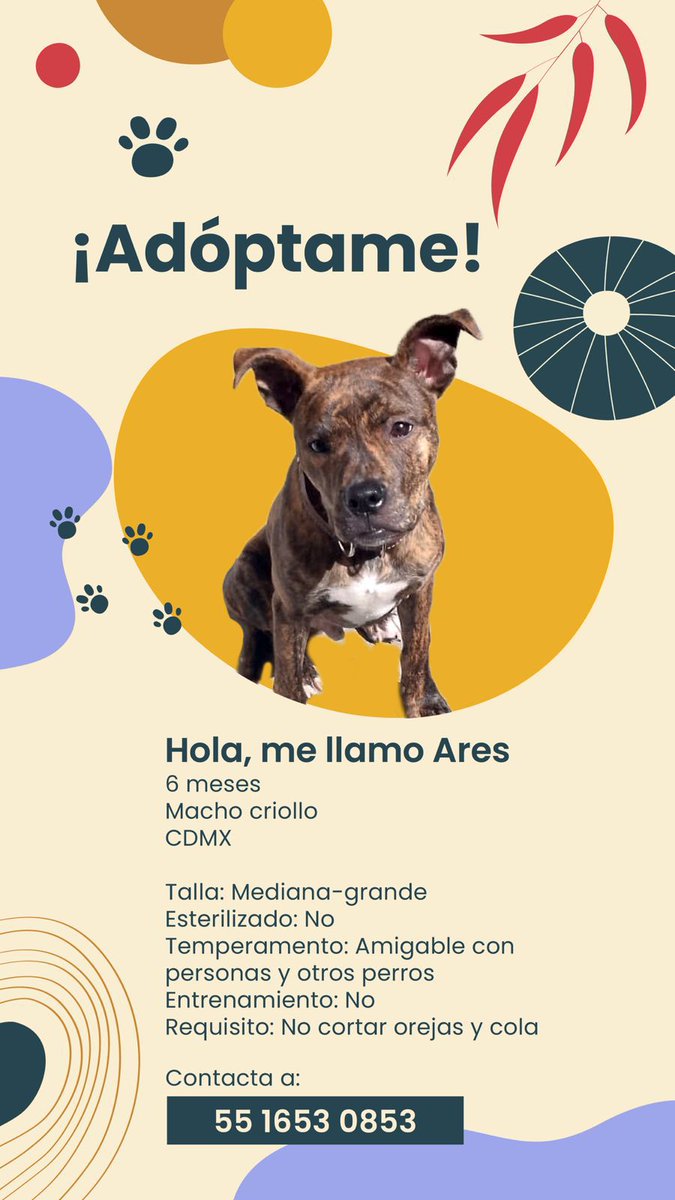 astrome7ia's tweet photo. Gentecita del Internet, este cachorro necesita una patita 
🐾💚💚 https://t.co/akID3TJnBQ