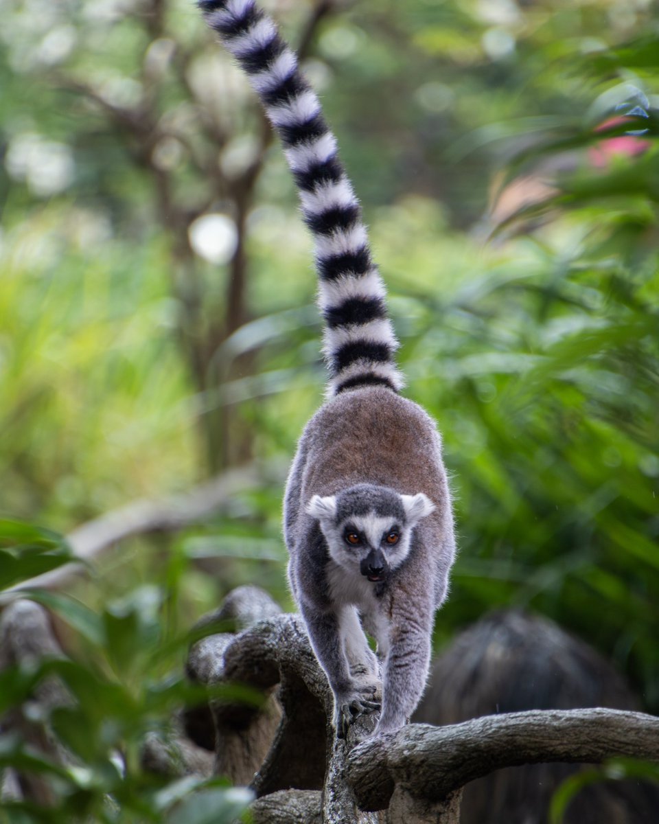 #ZooPhotography