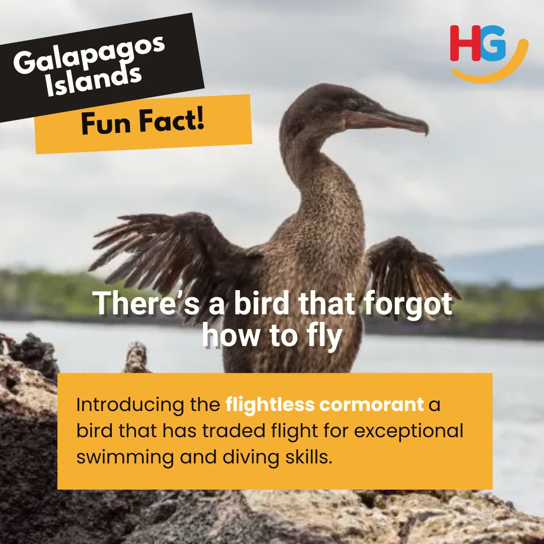 Fact of the week: In the Galápagos, there’s a bird that forgot how to fly! The flightless cormorant has amazing swimming and diving skills instead. 🌊🦅 #Wildlife #Adaptation #Galapagos #Travel2025 #Ecuador #GalapagosIslands #Wildlife #Adaptation