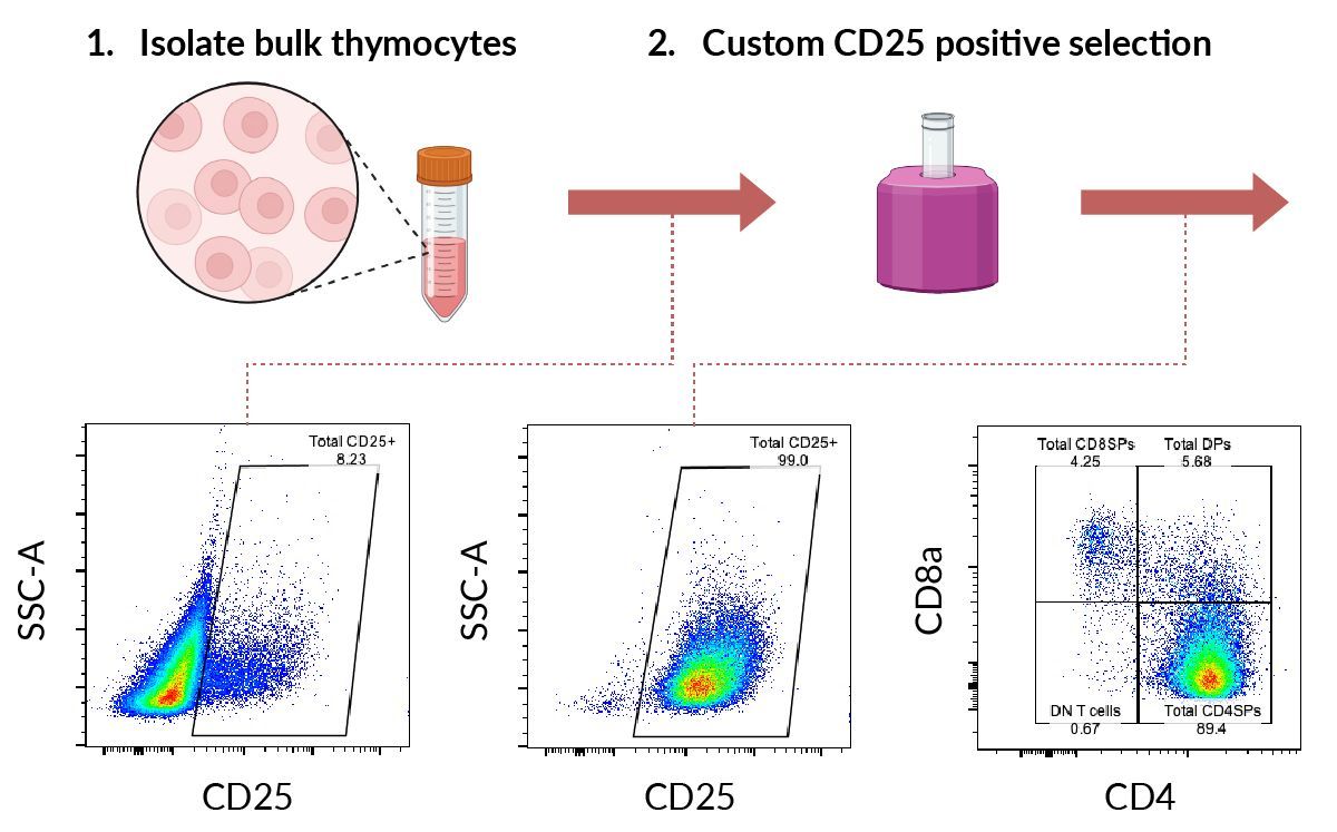 #Article now available! From the lab to the bench: scaling up regulatory #Tcelltherapy

Case study exploring the potential of thymic-derived Tregs, which offer superior potency, stability, and scalability compared to blood-derived cells.  

Access below:
buff.ly/4aImSwX