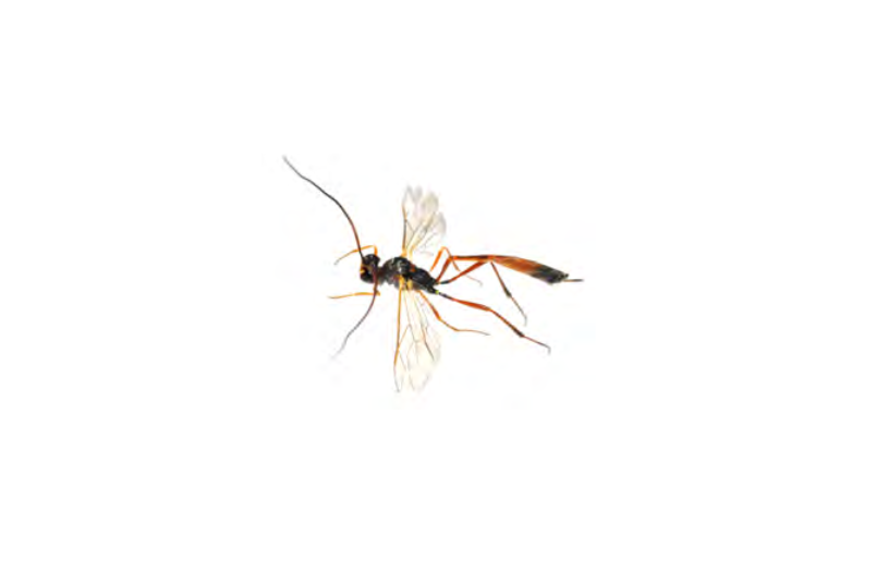 Volume 40 - Aidan O’Hanlon reports the first female specimen of the rare wasp Barylypa propugnator taken from a new locality in Ireland. For subscription details: irishnaturalistsjournal.org